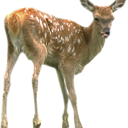 Deer PNG Pic