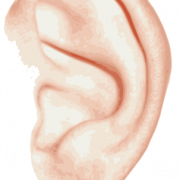 Ear PNG File