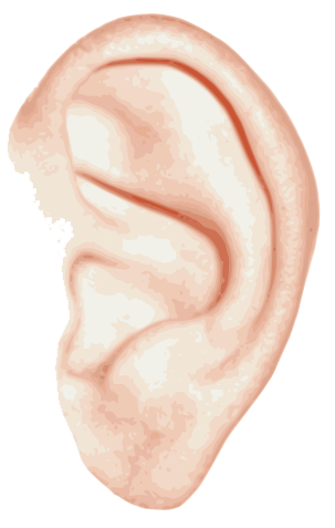 Ear PNG File
