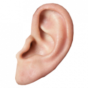 Ear PNG HD