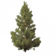 Fir-Tree