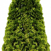 Fir-Tree PNG