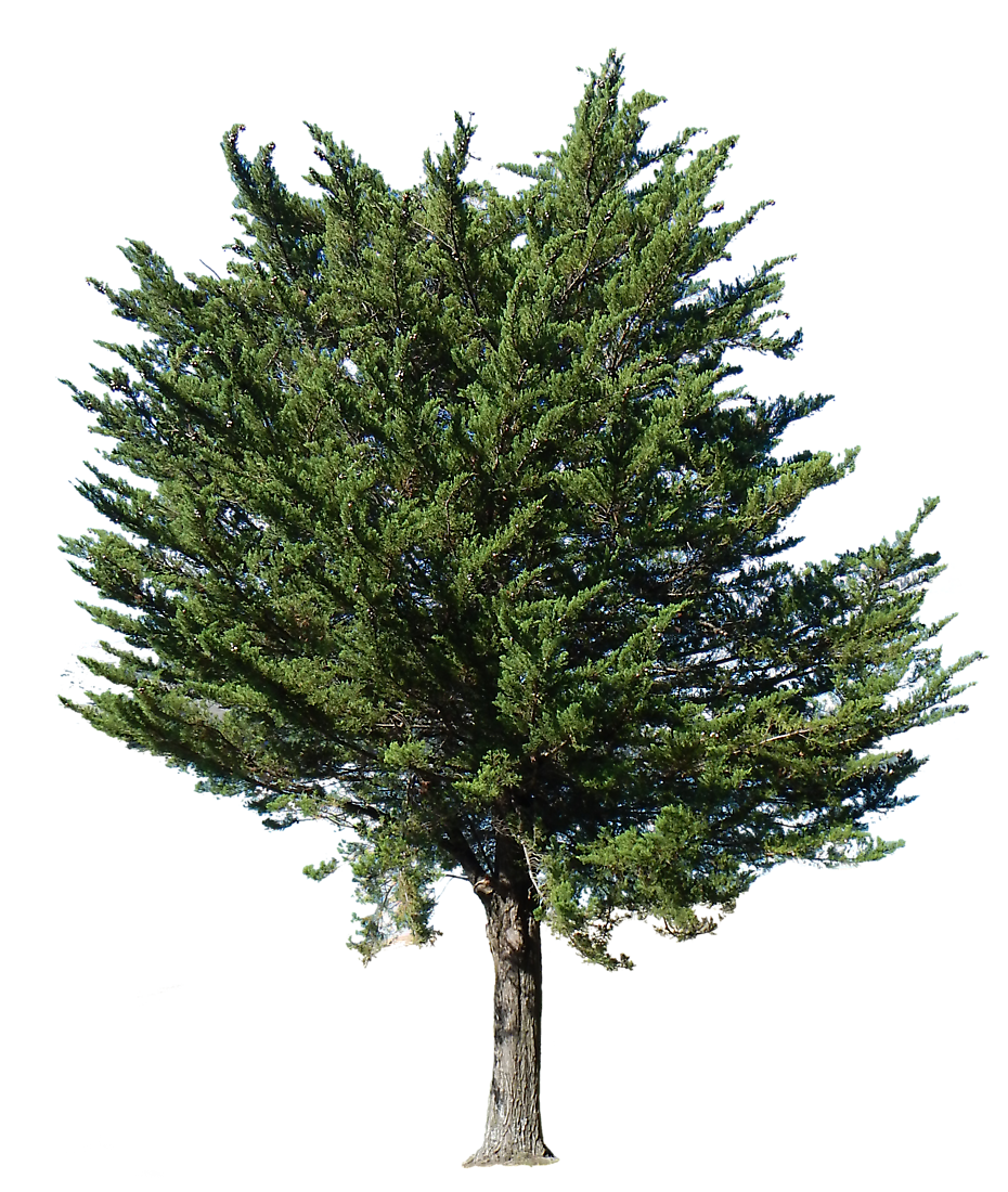 ภาพ png ต้นไม้ fir-tree