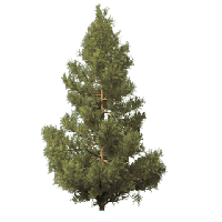 Fir-Tree