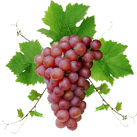 Grape PNG Image