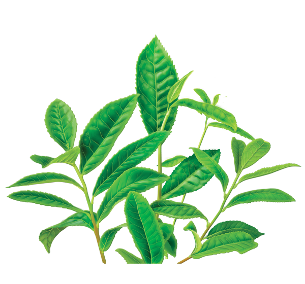 Immagine PNG di tè verde