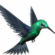 Descarga gratuita de Hummingbird png