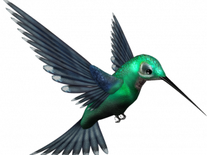 Kolibrie gratis downloaden PNG