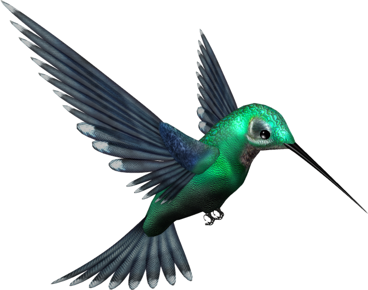 Hummingbird download gratuito png