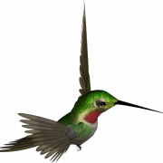 الطائر الطنان PNG