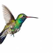 الطائر الطنان PNG قصاصات فنية