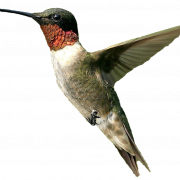 Hummingbird PNG File