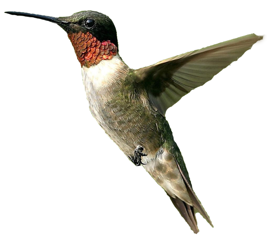 File png del colibrì
