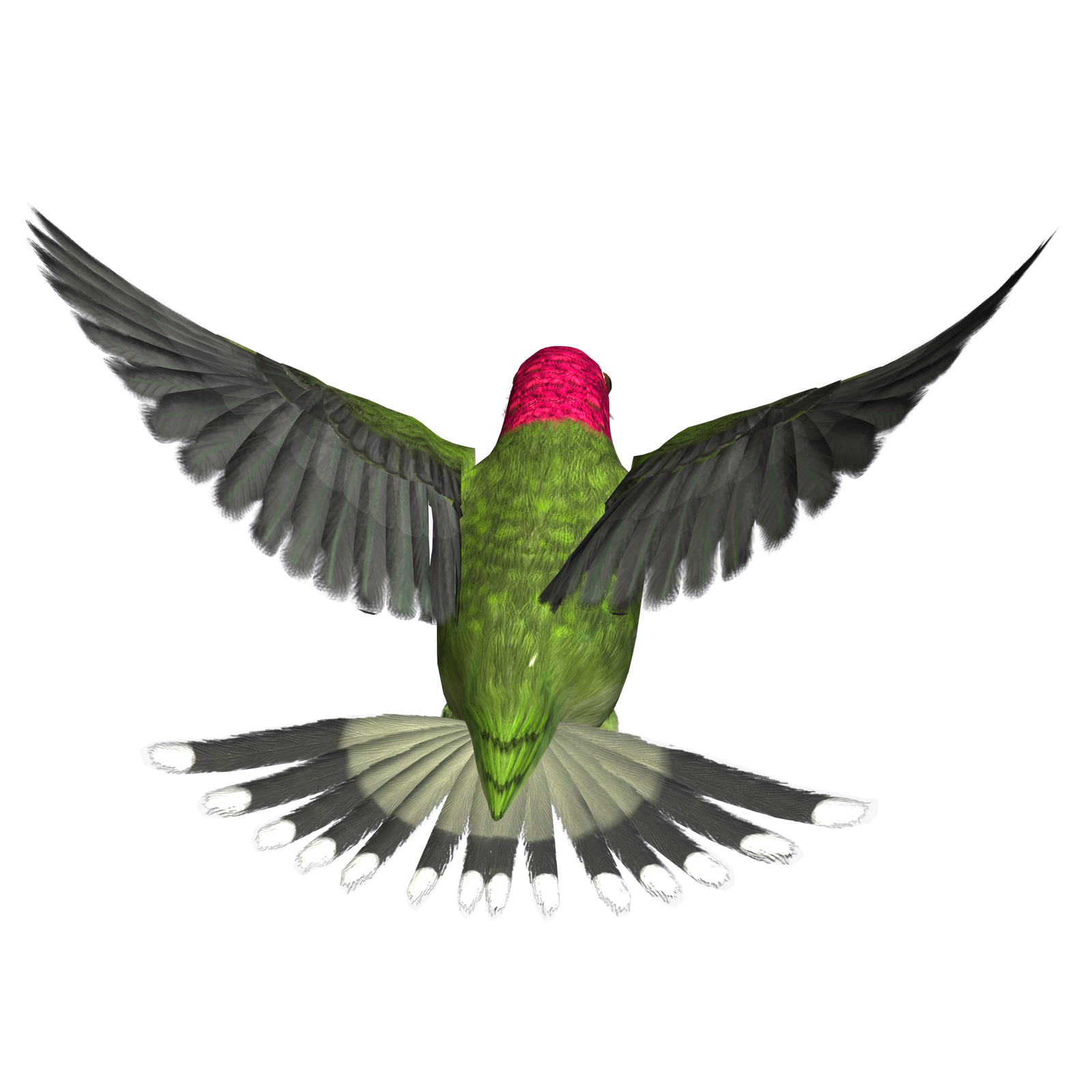 Hummingbird png hd