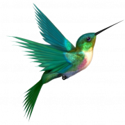Kolibri -PNG -Bild