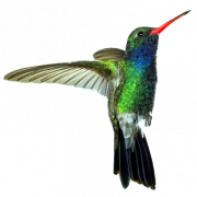 Hummingbird trasparente