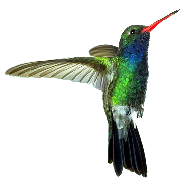 Hummingbird Transparent