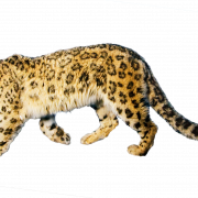 Jaguar bedava indir png