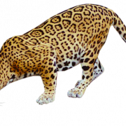 Jaguar gratis PNG -afbeelding