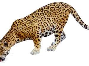 Jaguar Free PNG Image