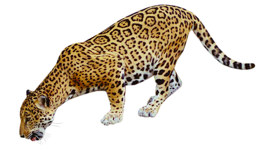 Immagine png gratuita jaguar