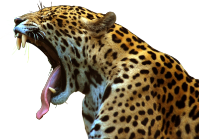 Jaguar PNG File