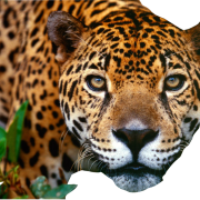 Jaguar PNG -afbeelding
