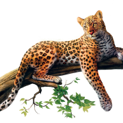 Jaguar png resmi