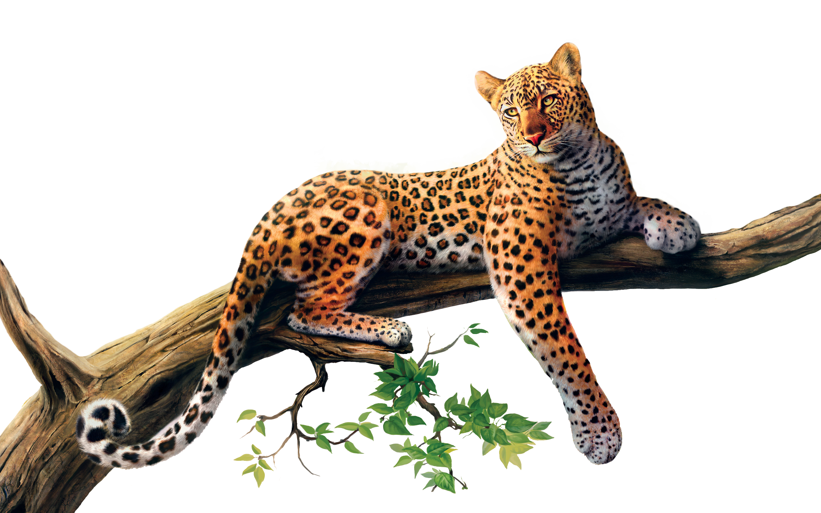 Immagine jaguar png