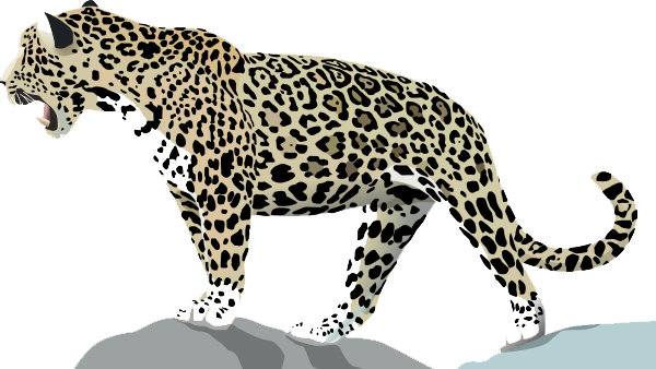 Jaguar trasparente