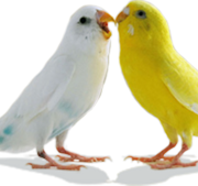 Love Birds PNG Pic