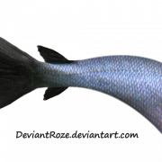 Zeemeermin staartvrije PNG -afbeelding