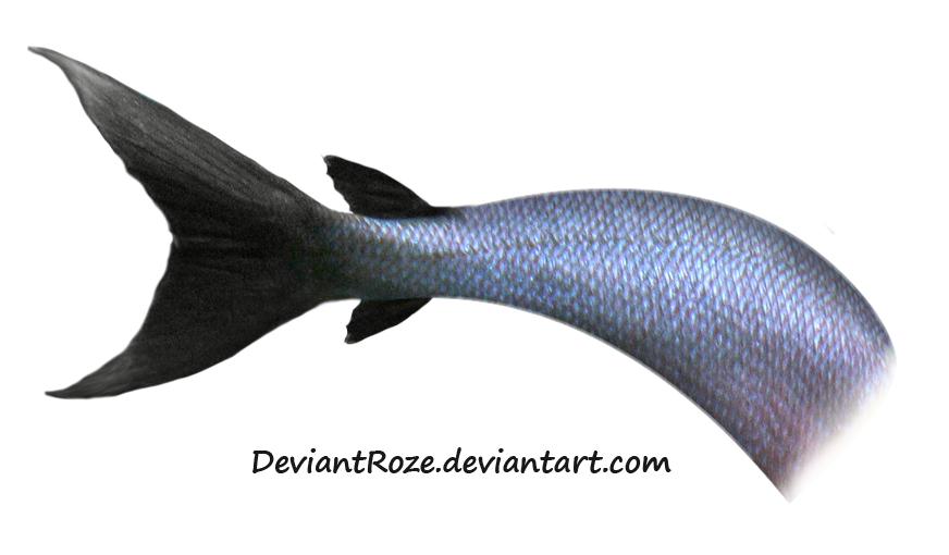 Mermaid Tail Free PNG Image