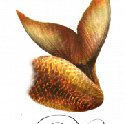 ذيل حورية البحر PNG قصاصات فنية