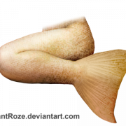Mermaid Tail PNG File