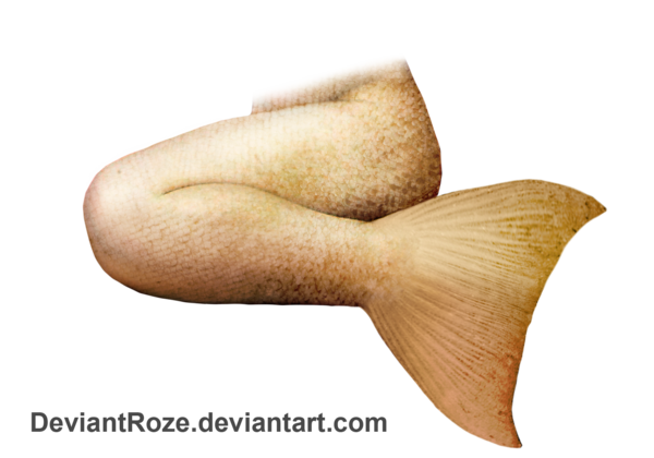 Mermaid Tail PNG File