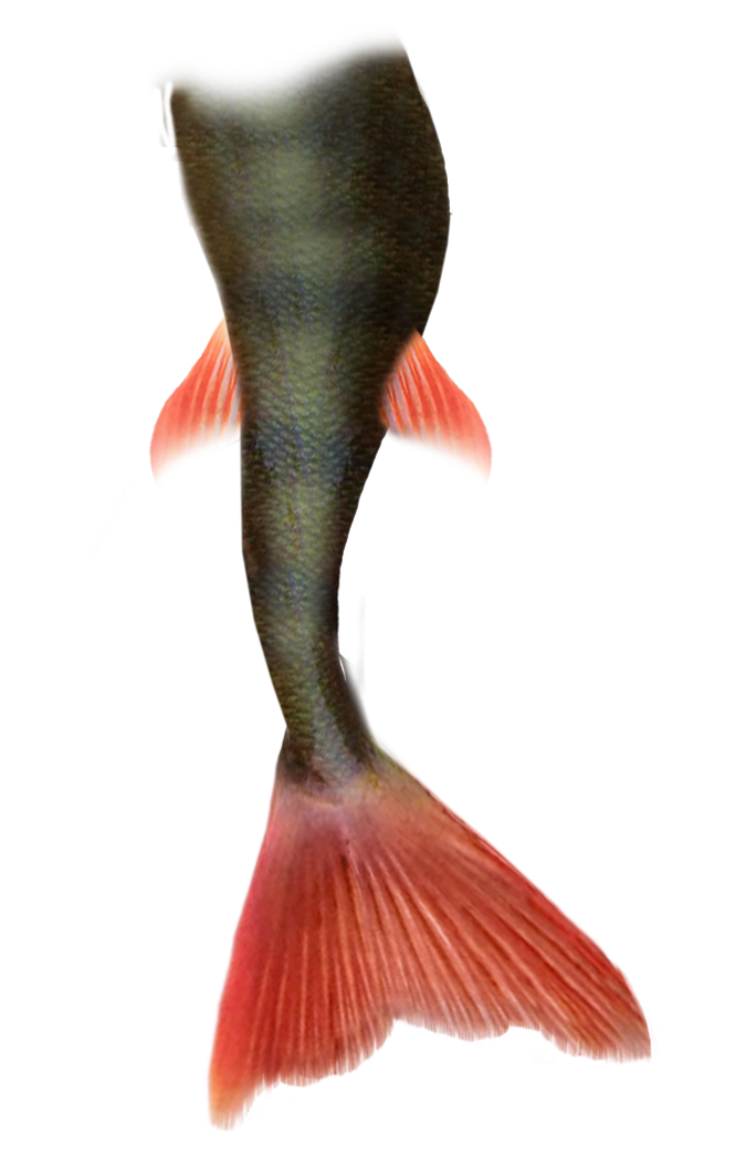 Mermaid Tail Png Pic
