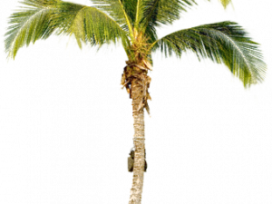 Palm Tree Free Download PNG