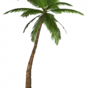 Palmiye Ağacı PNG