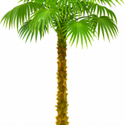 Palmbaumpng Clipart