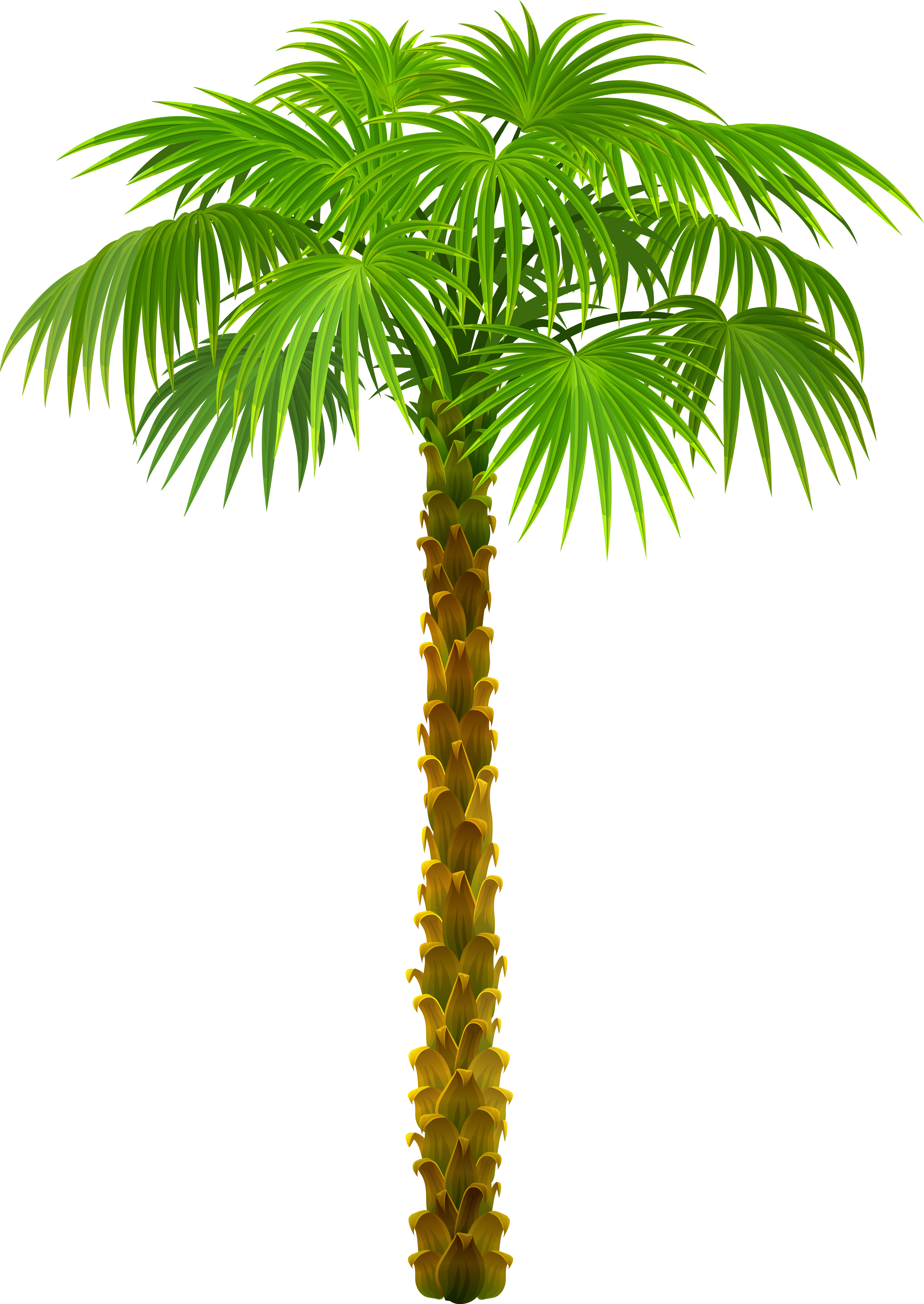 Clipart png de palmeira