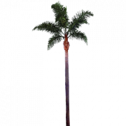 Palmbaum -PNG -Datei
