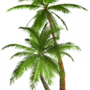Palm Tree PNG HD