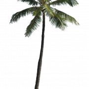 Palm Tree PNG -afbeelding