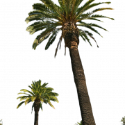 Palmiye ağacı PNG resmi