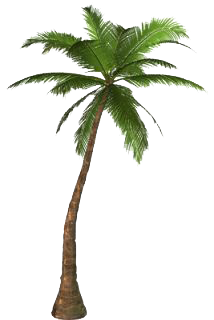 Palmiye Ağacı PNG