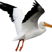 Pelican kostenloser Download PNG