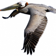 Pelican ücretsiz png görüntüsü