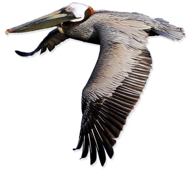 Pelican Free PNG Image