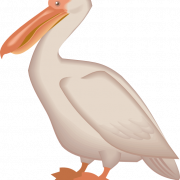 Png pelicano